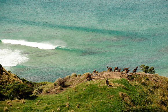 Kangaroos watching the surf