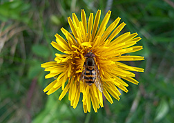 Bee, Scotland